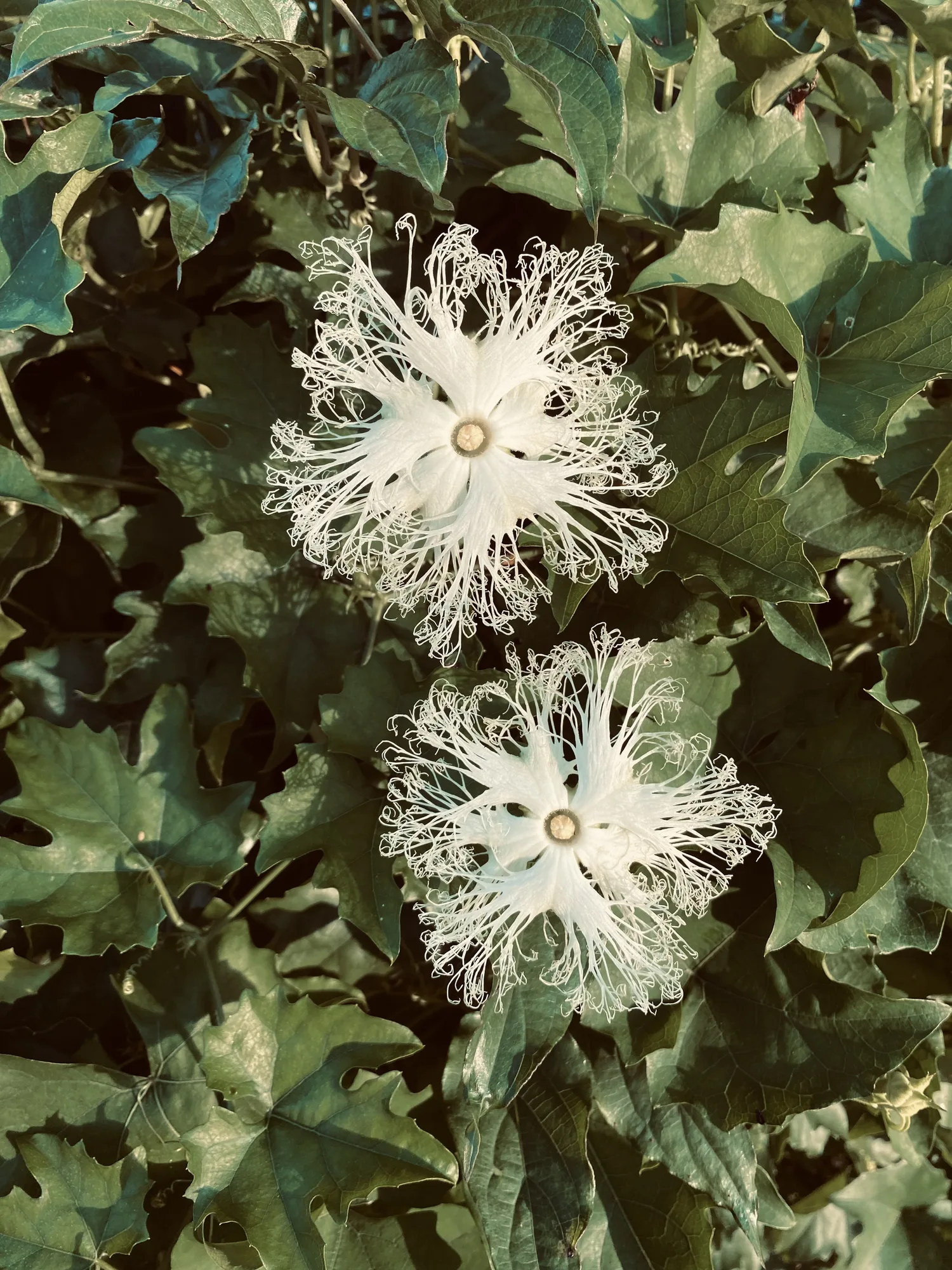 perilla flowers in the field