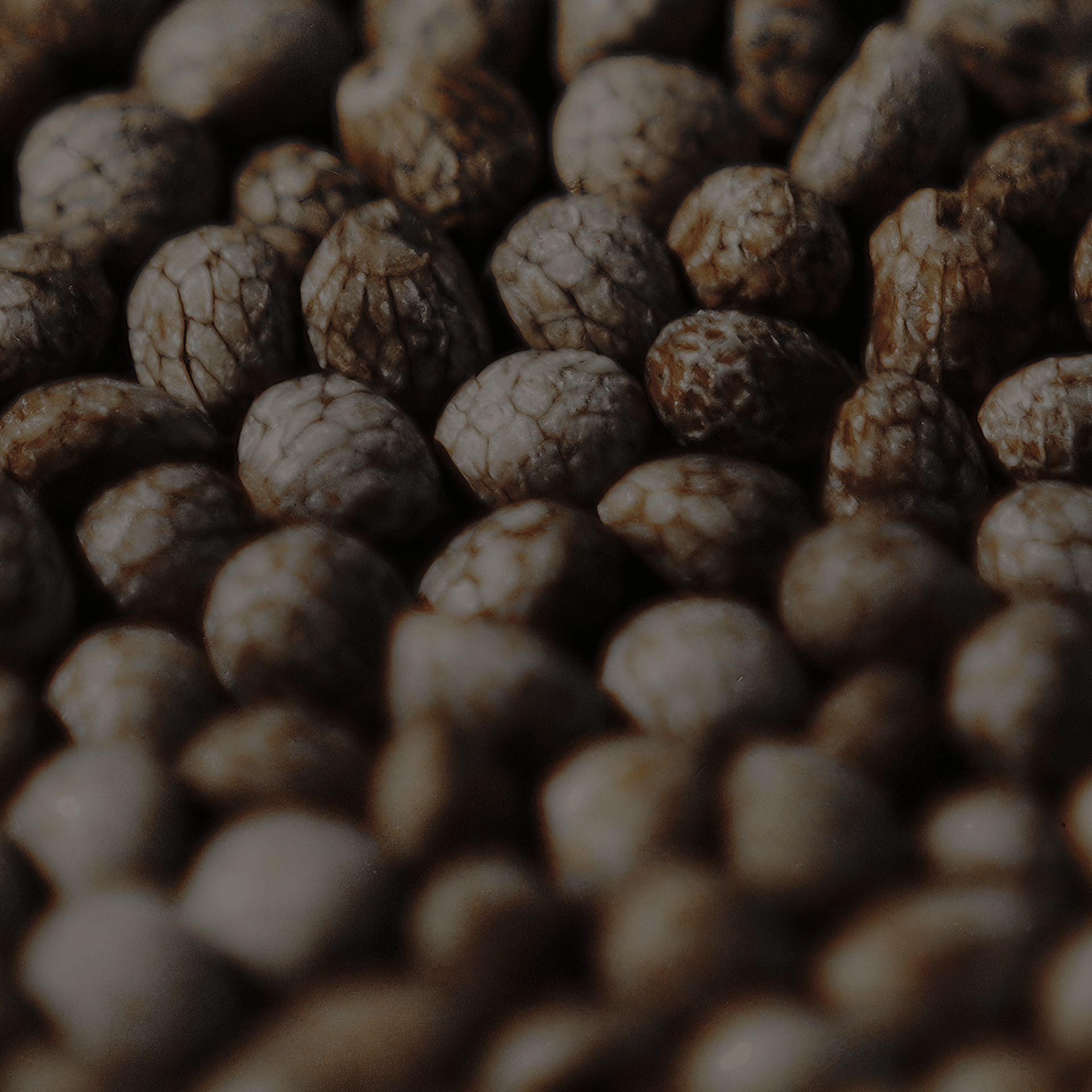 seed